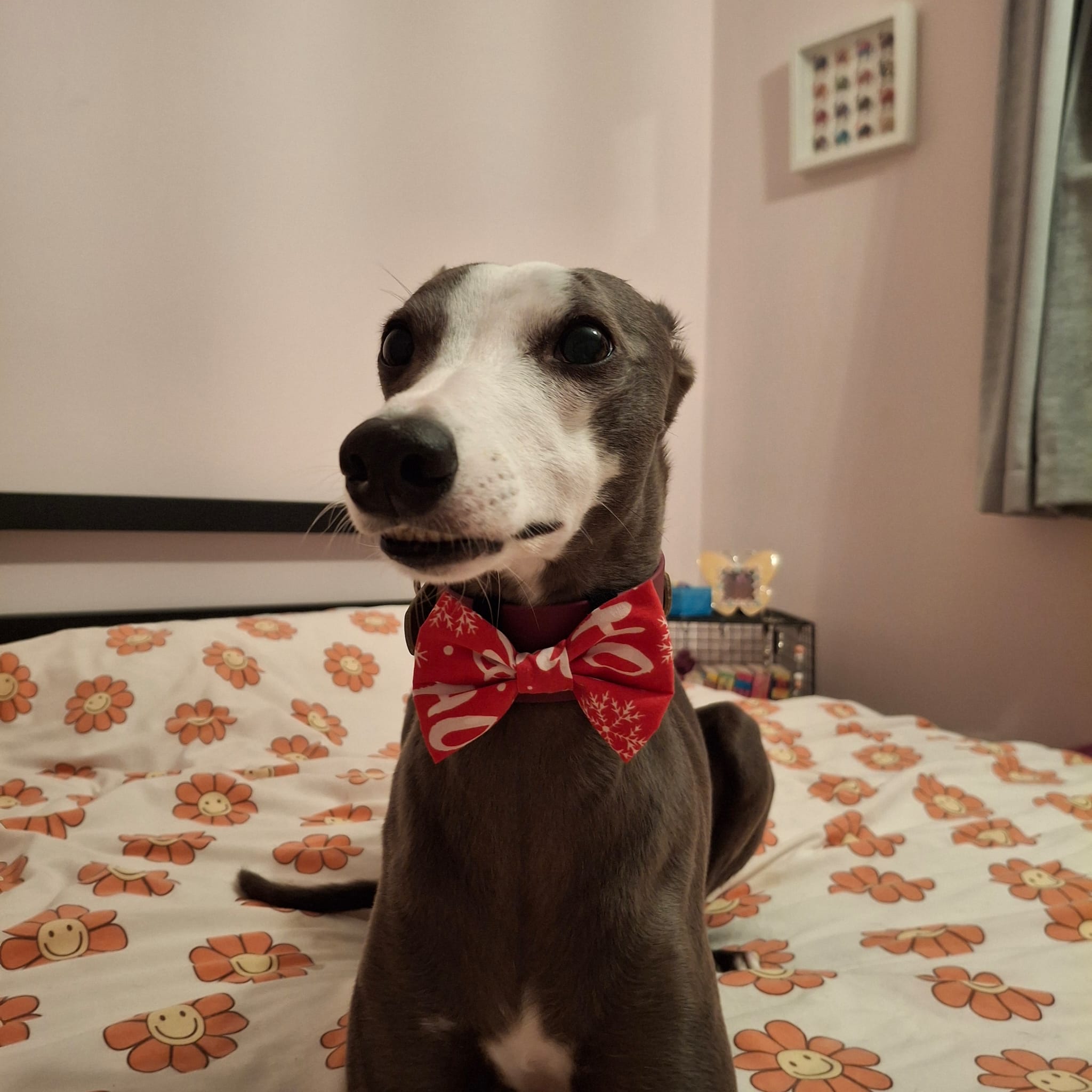 Merry & Bright Wide Bow