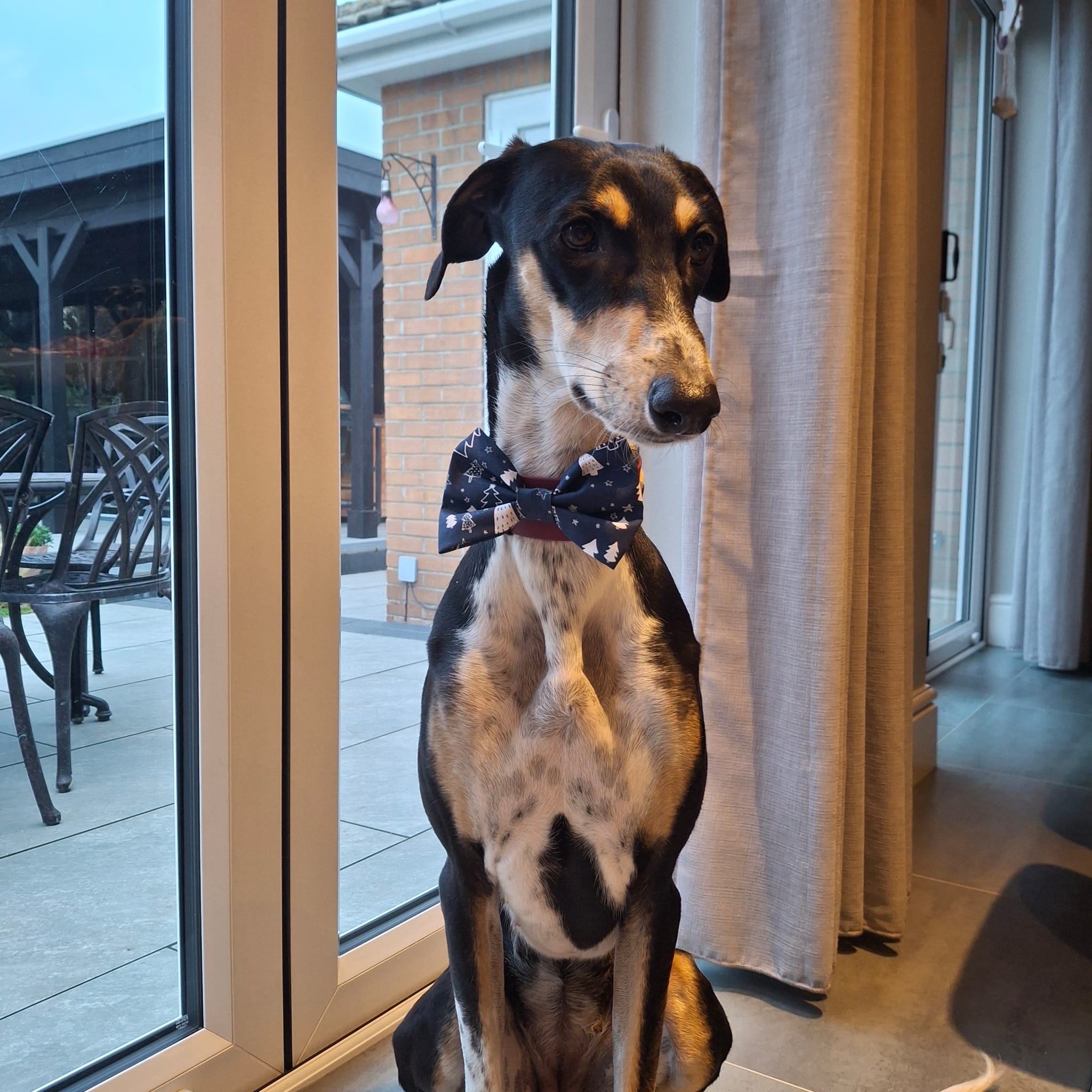 Midnight Forest Wide Bow